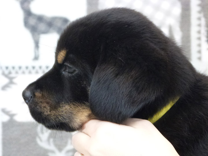 chinook puppy